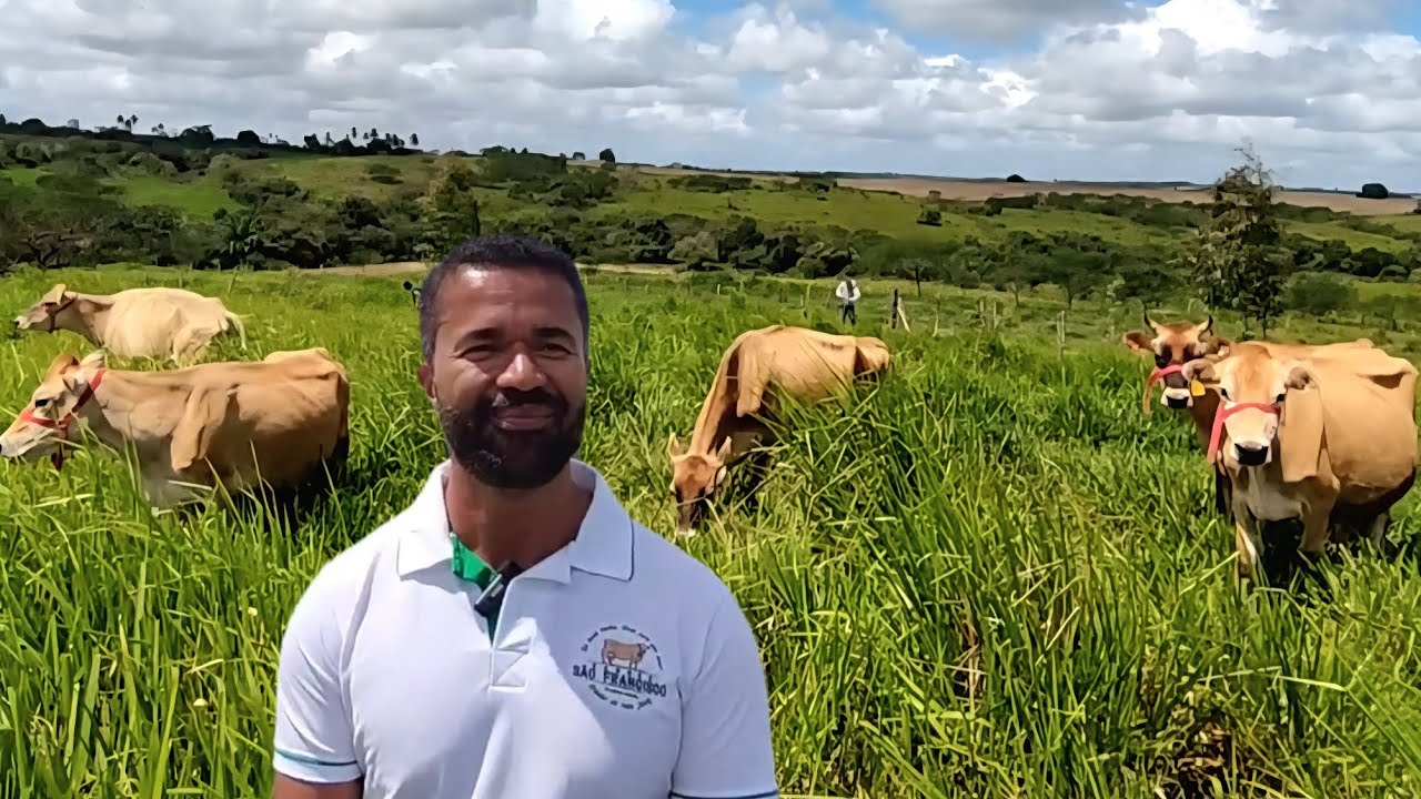 CRIADOR DE VACAS JERSEY INCENTIVA PRODUTORES DE LEITE | RACHO SÃO FRANCISCO