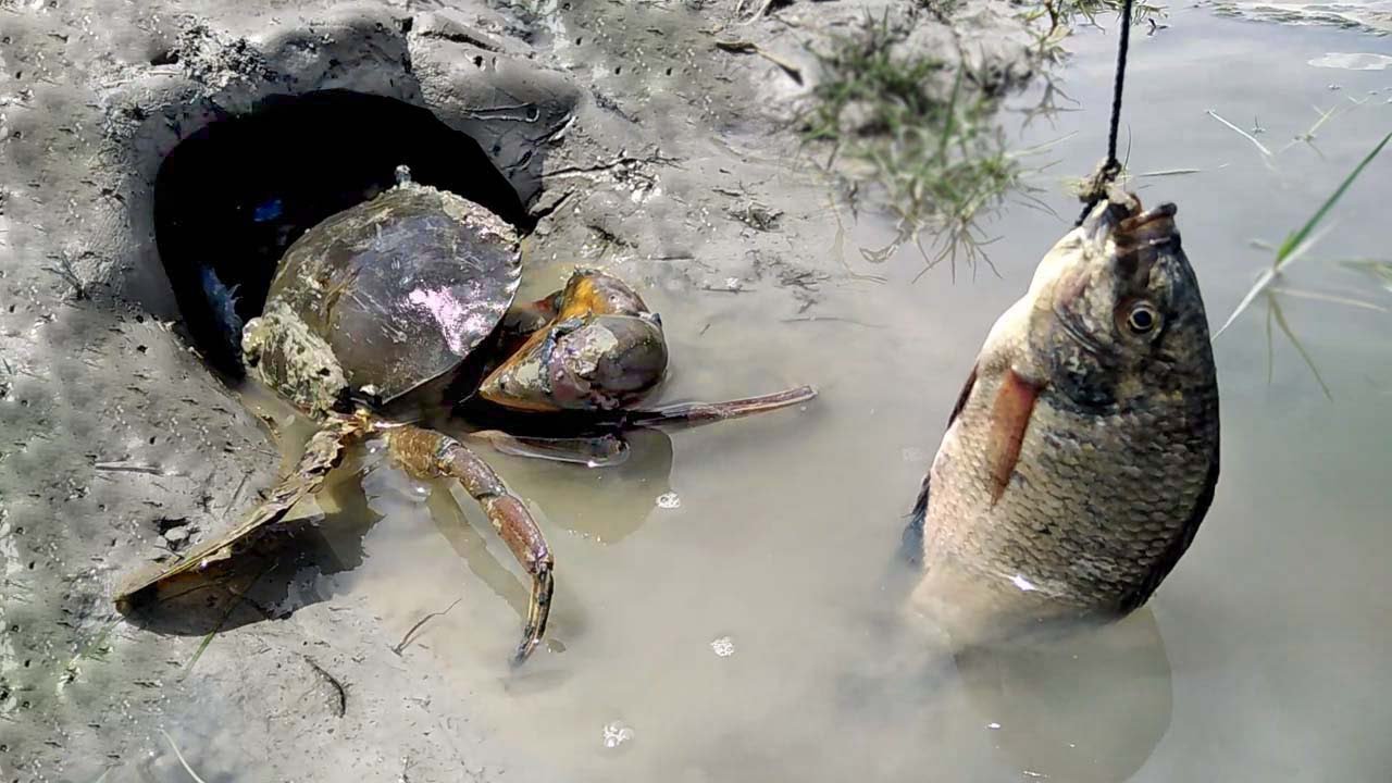 Amazingly Catching Giant Mud Crabs from Holes by Tilapia fish || Unique Way of Mud Crab Catching