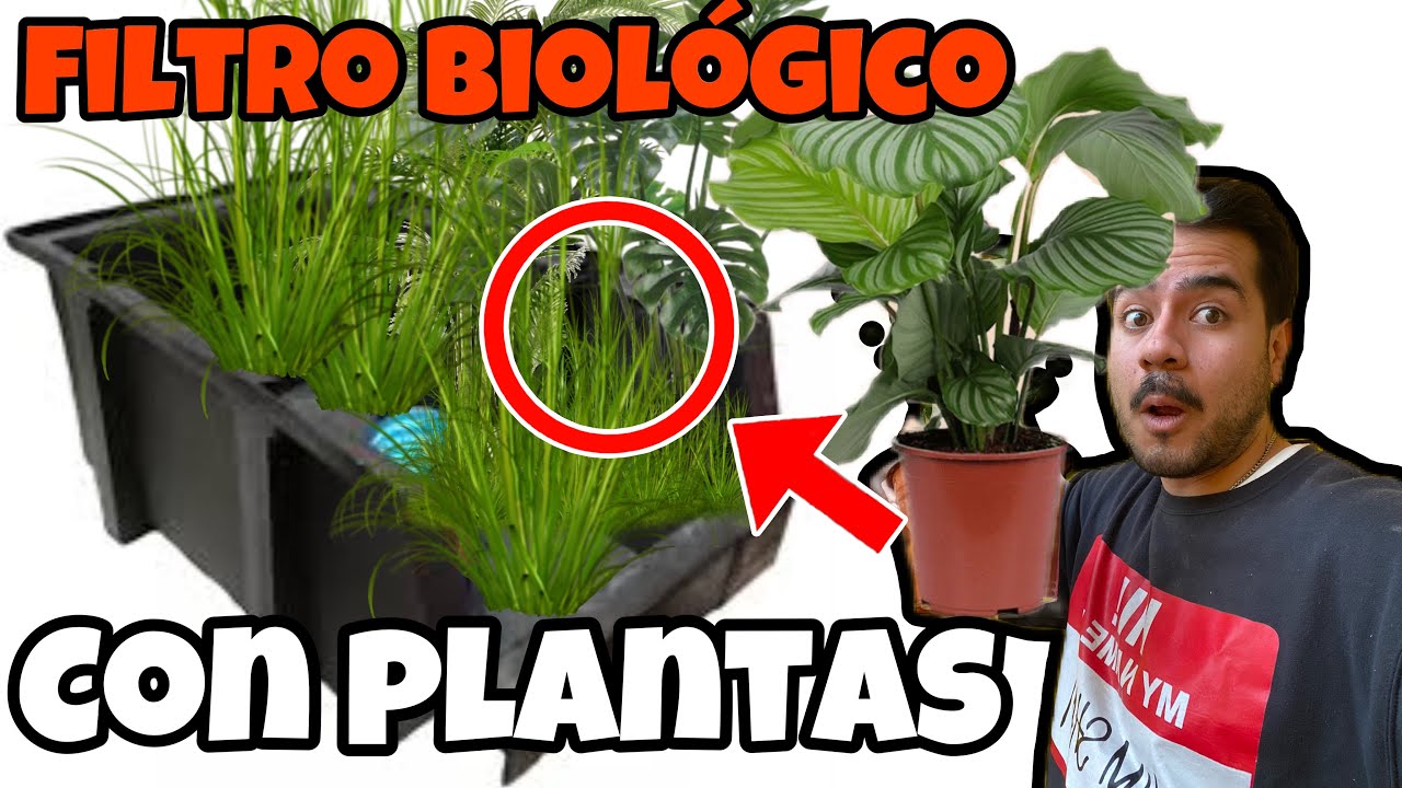 FILTRO BIOLOGICO CASERO con PLANTAS 🪴 NATURALES