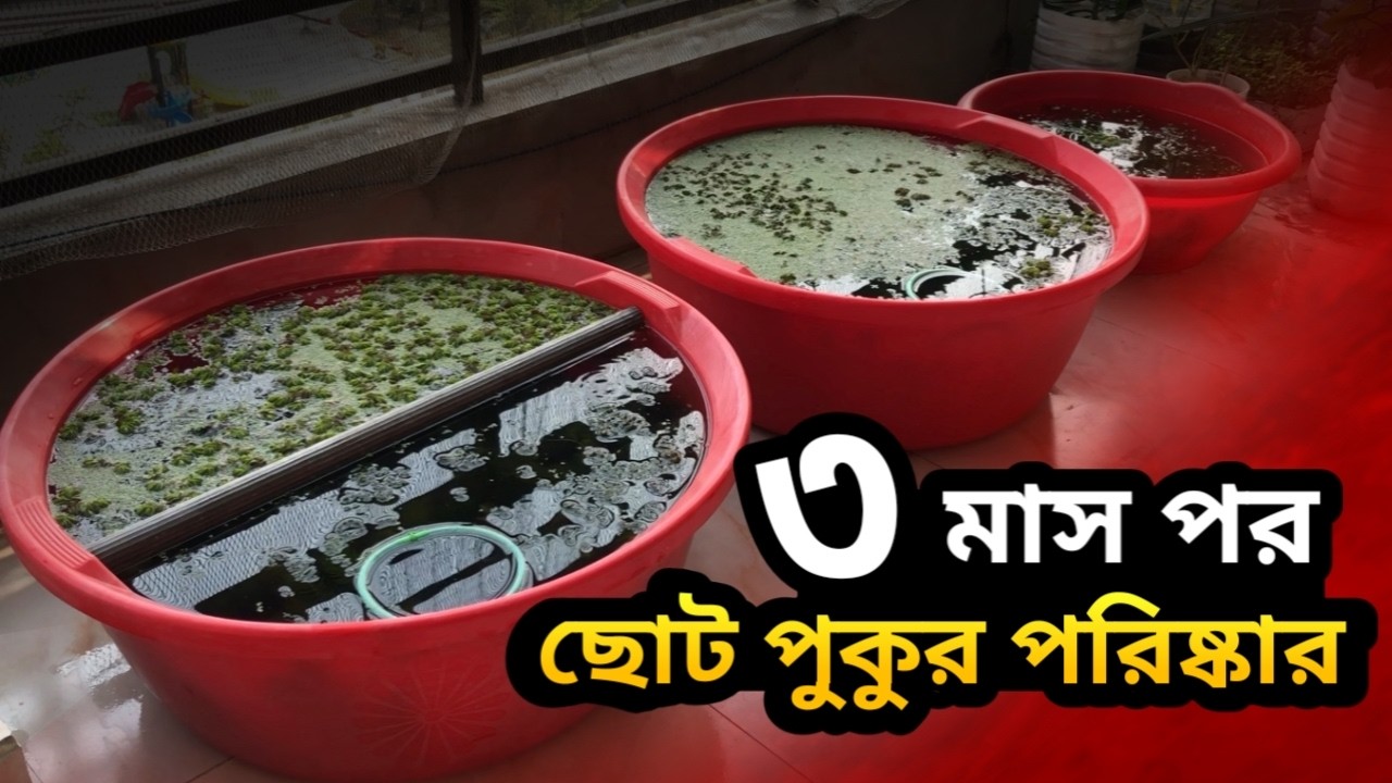 ৩ মাস পর ছোট পুকুর পরিষ্কার! গাপ্পিগুলো কি বেঁচে আছে? | Mini Pond Cleaning & Guppy Fish Survival