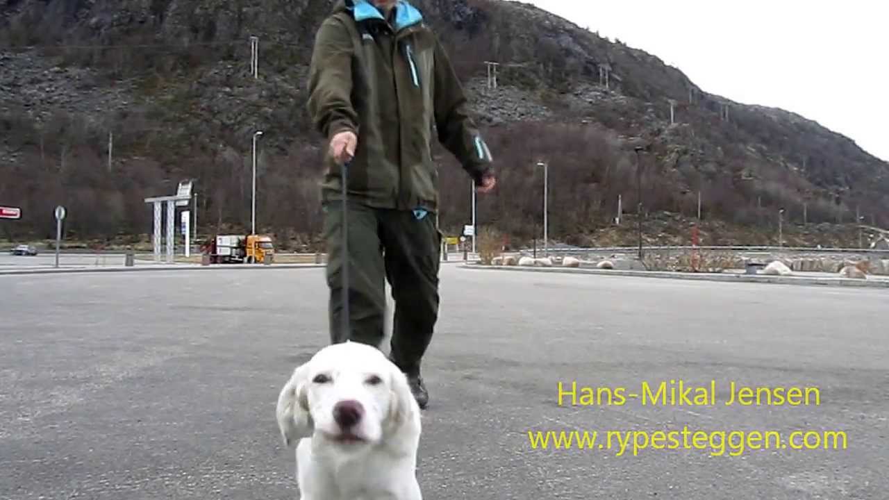 Lissi trener utstilling