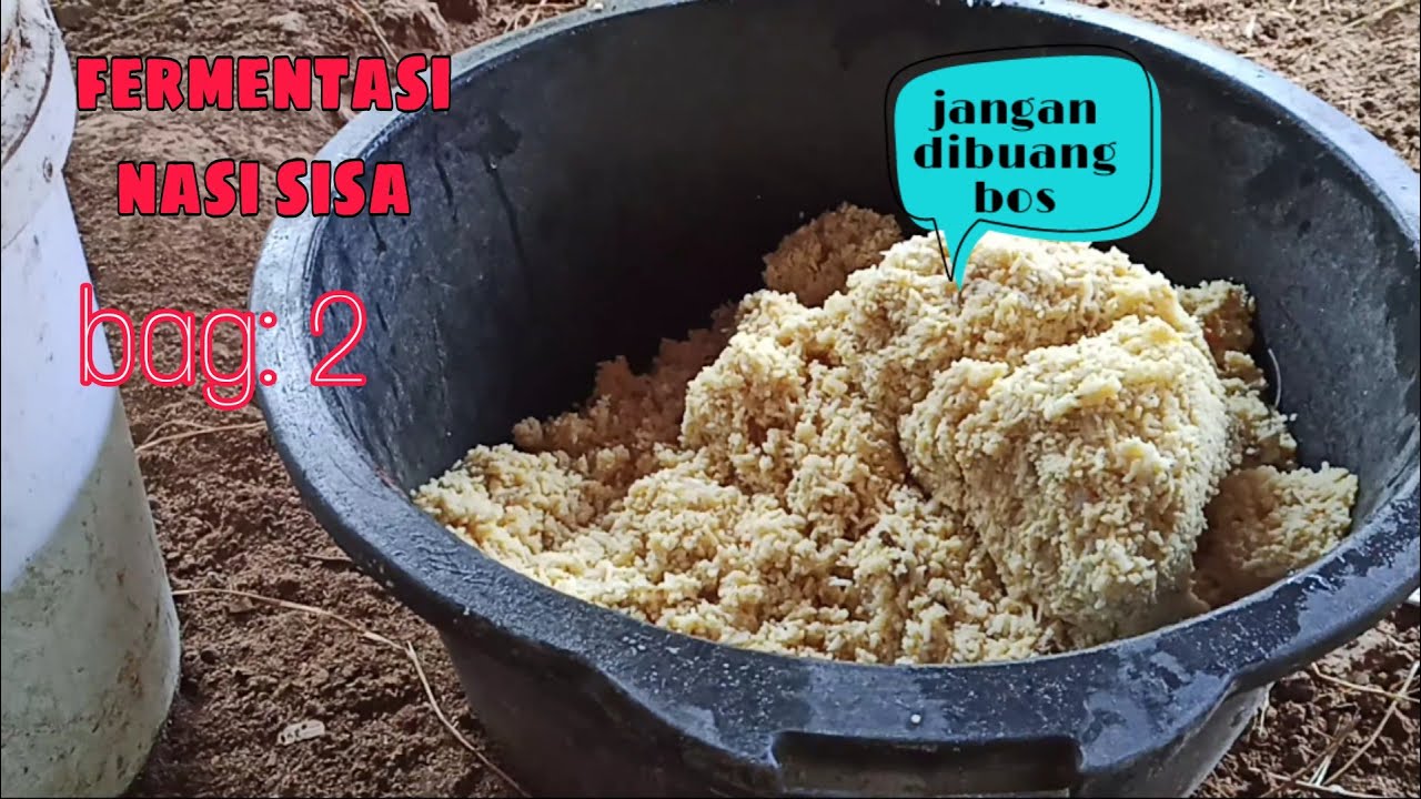 Cara fermentasi nasi sisa untuk penggemukan ayam kampung