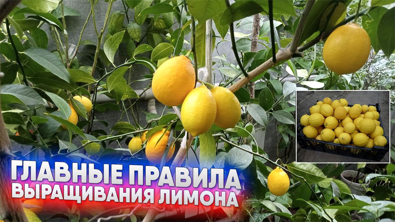 Главные правила выращивания лимона