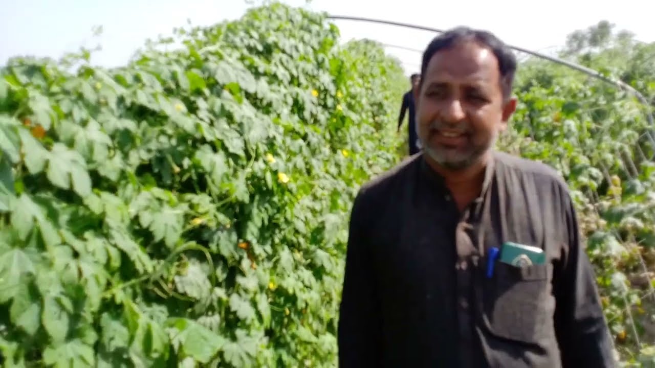 Cucumber with Bitter gourd methods, cultivation,seed, timing, benefits, structure and much more