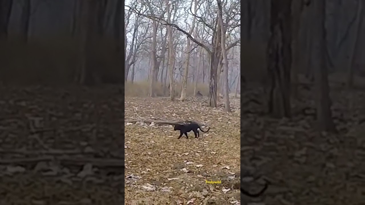 Rare wild Black Panther in Indian safari #wild #rare #trending #wildlife #trulywild #panther #inshot