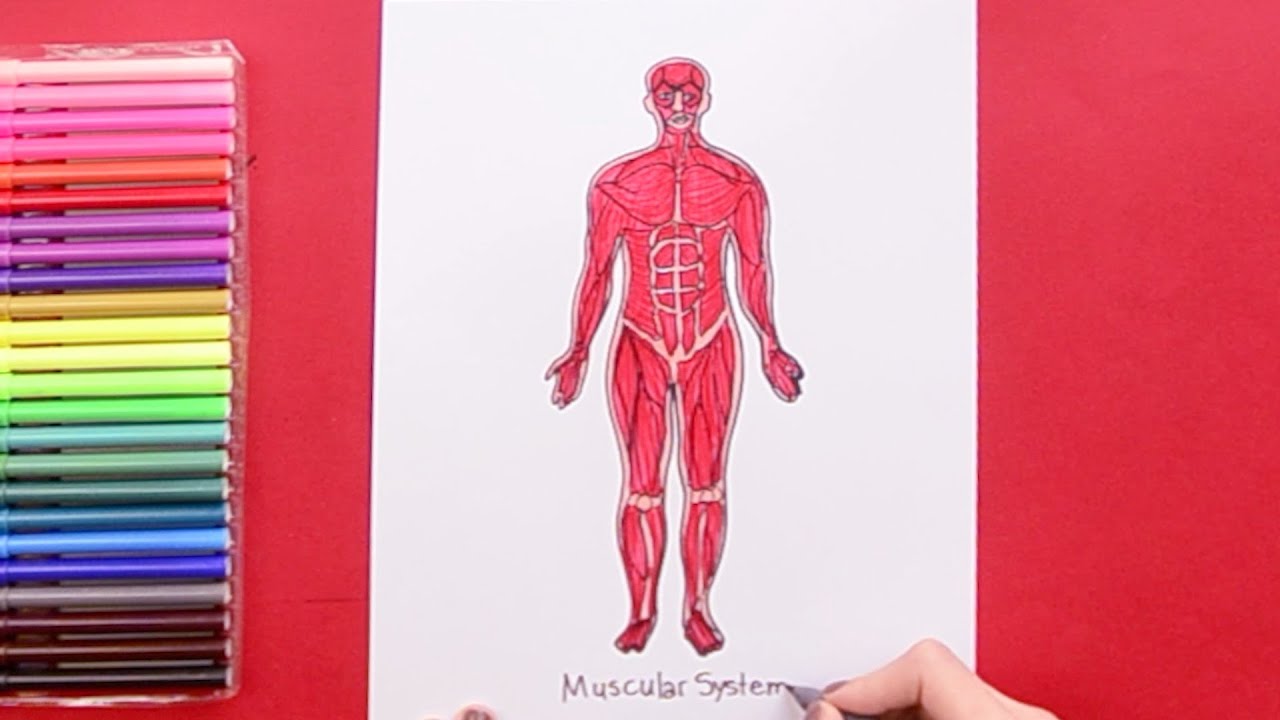 How to draw Human Muscular System