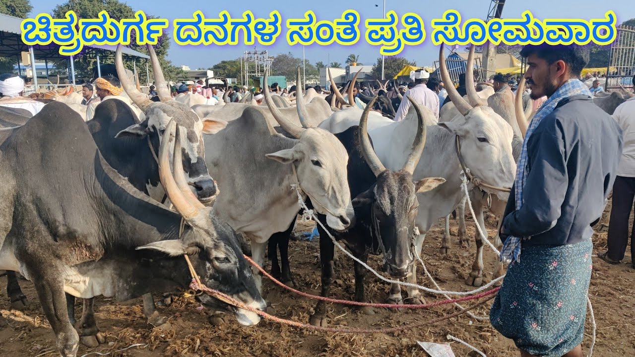 ಚಿತ್ರದುರ್ಗ ದನಗಳ ಸಂತೆ ಪ್ರತಿ ಸೋಮವಾರ