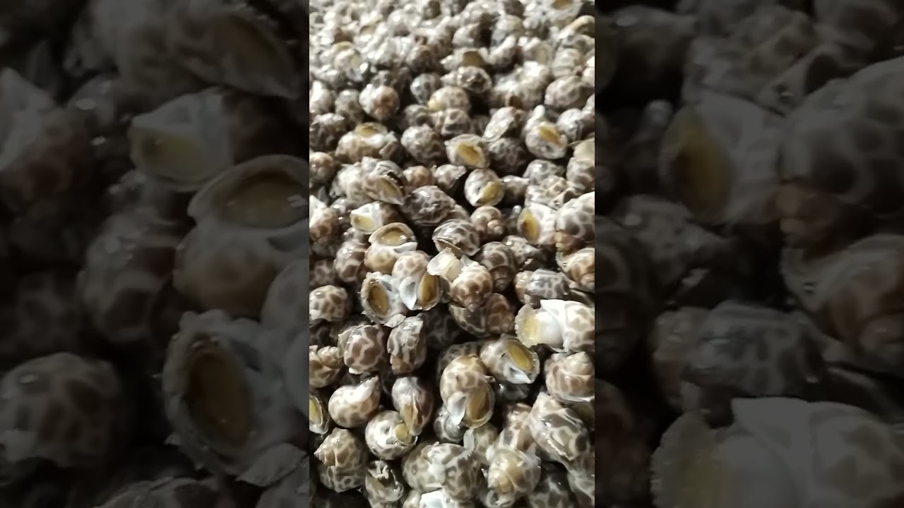 Top shell🐚🐚🐚 #seafood