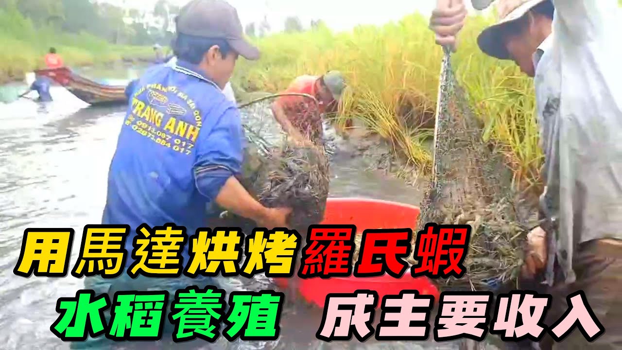 用馬達烘烤羅氏蝦，而水稻養殖的羅氏蝦，成為漁民的主要收入，密密麻麻的蝦貨，令人頭暈炫目《活在當下》