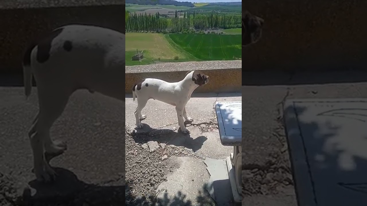 Braco frances del pirineo.El cachorro crece..