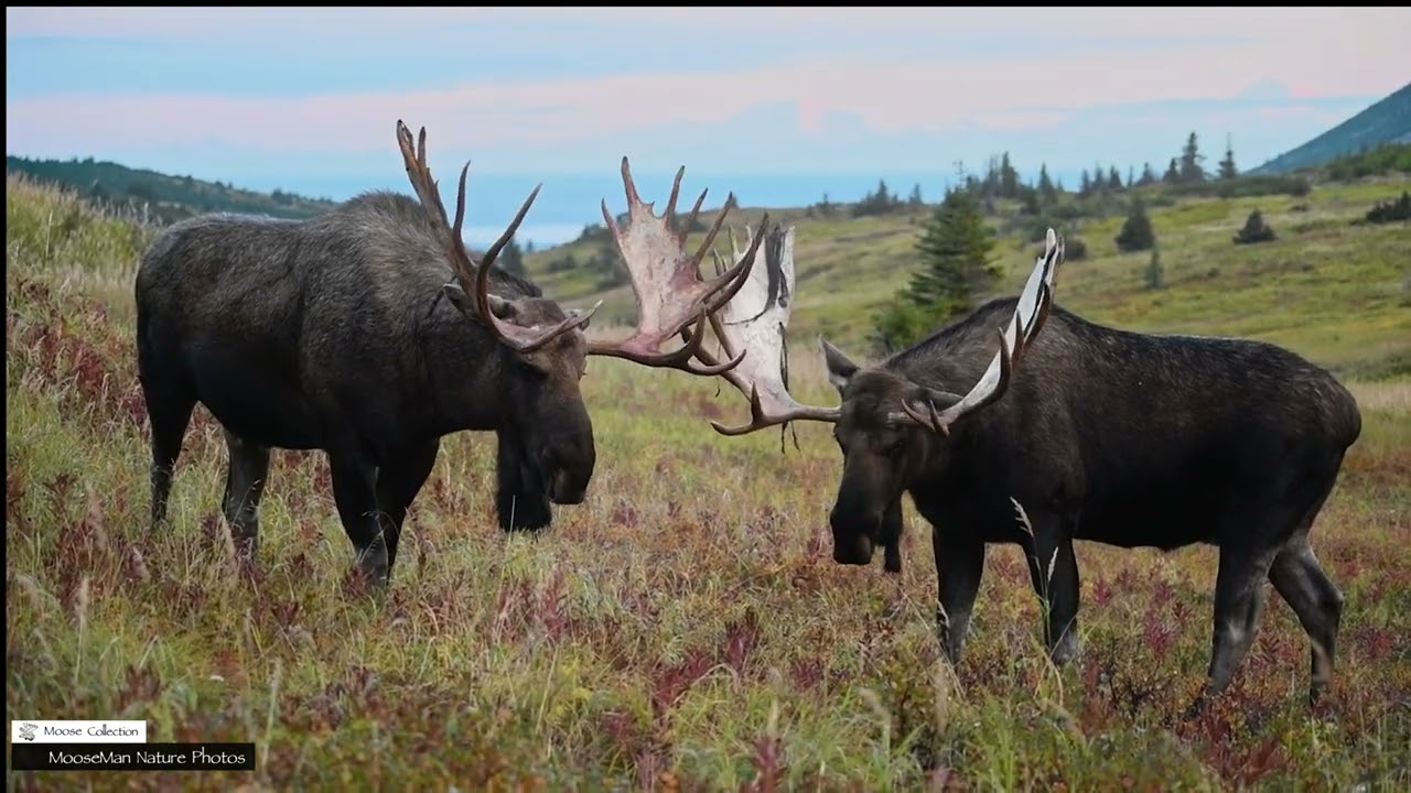 The Biggest Bull Moose We've Found Part 1 #moose #wildlife