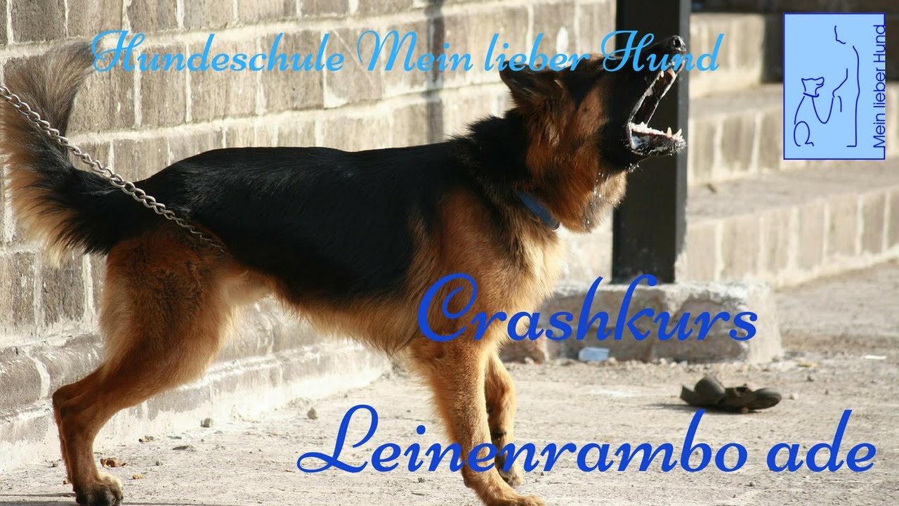 Leinenaggression in fünf Tagen los werden | Hundeschule Mein lieber Hund