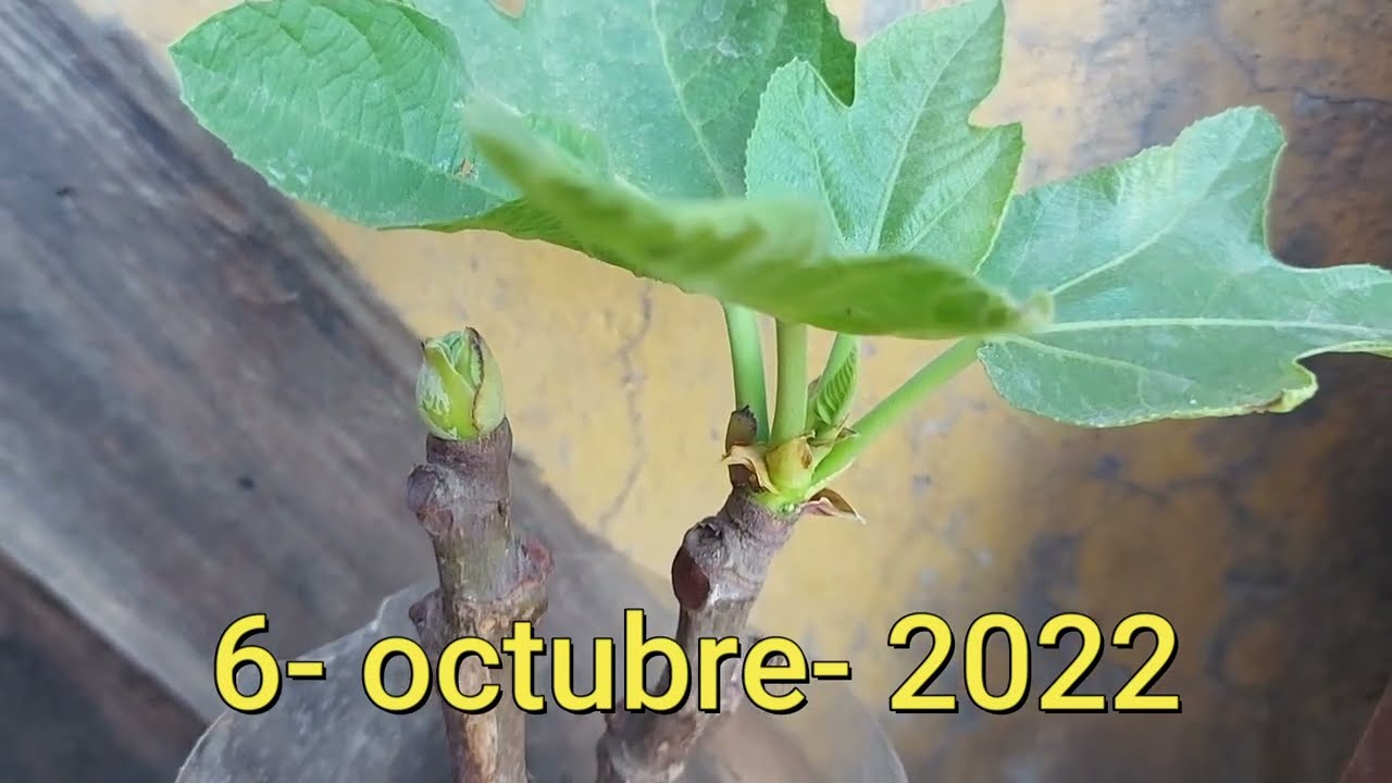 Cómo ENRAIZAR Higo