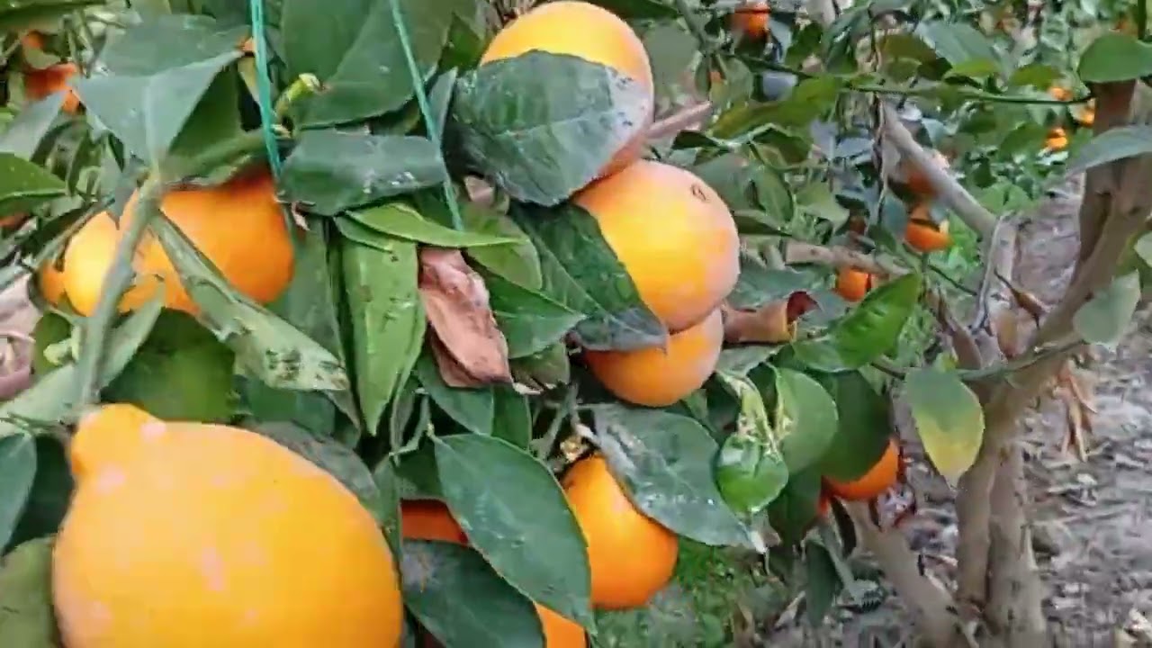 ЧИРОЙЛИ ШАКЛ БЕРИШНИНГ НАТИЖАСИ / Тел: +99 893 476 40 20