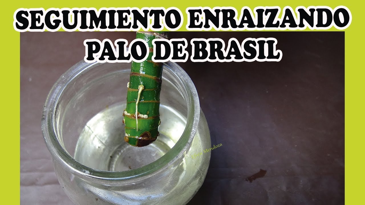 SEGUIMIENTO ENRAIZANDO PALO DE BRASIL