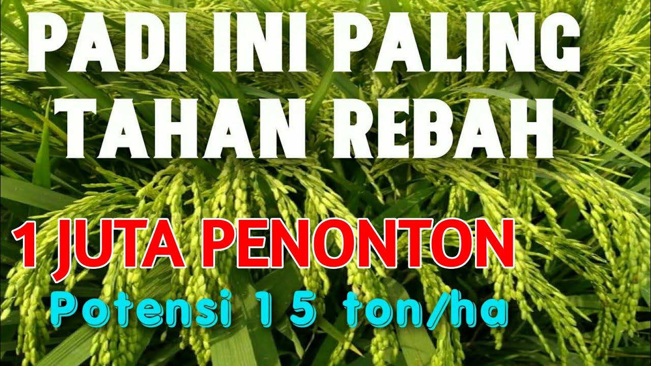jenis padi paling tahan rebah potensi tinggi