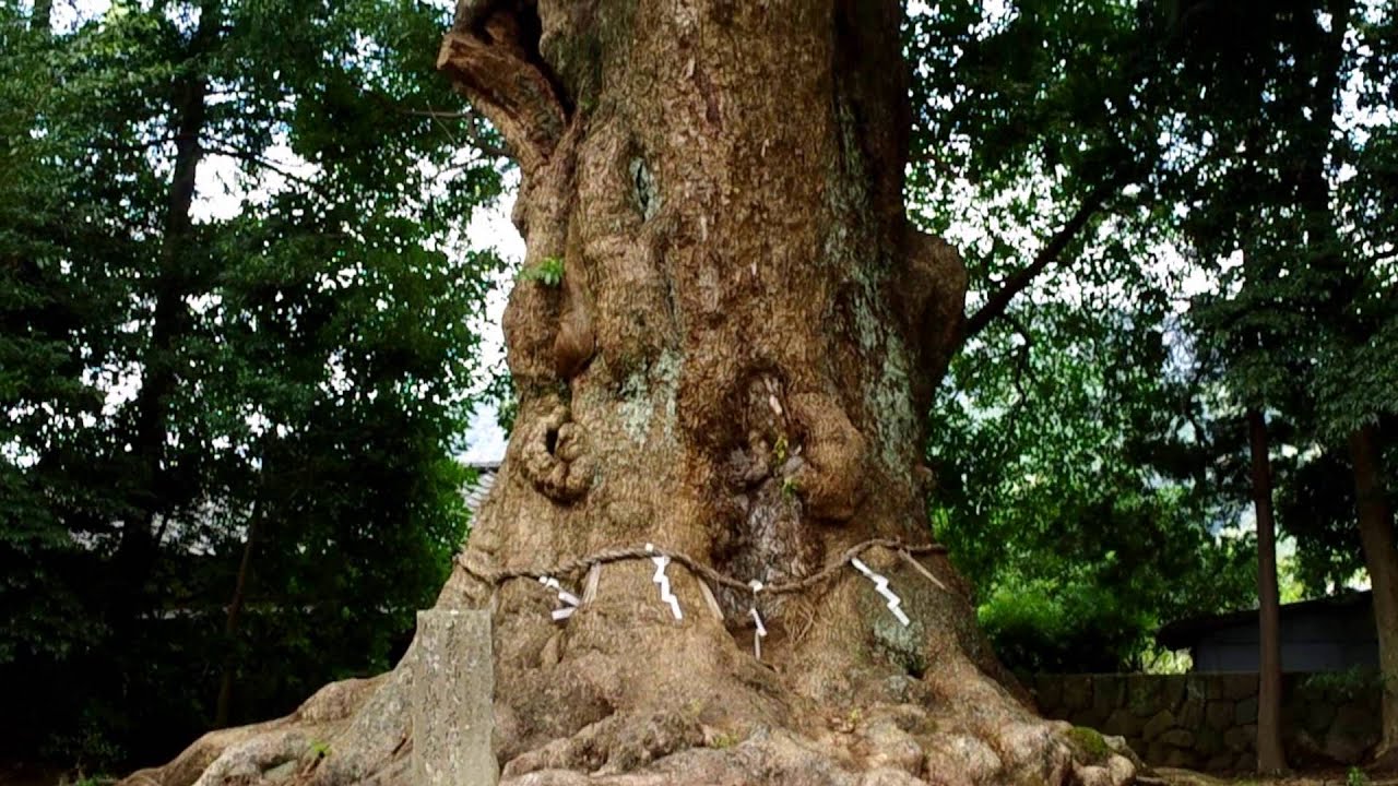 静岡県の巨樹・巨木 杉桙別命神社の大クス