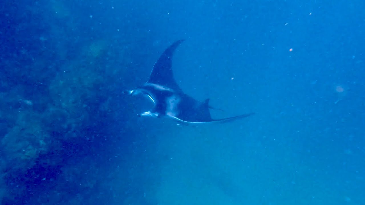 Spearfishing North Coast Trinidad | Snappers, Lobsters & swimming with Manta Rays!