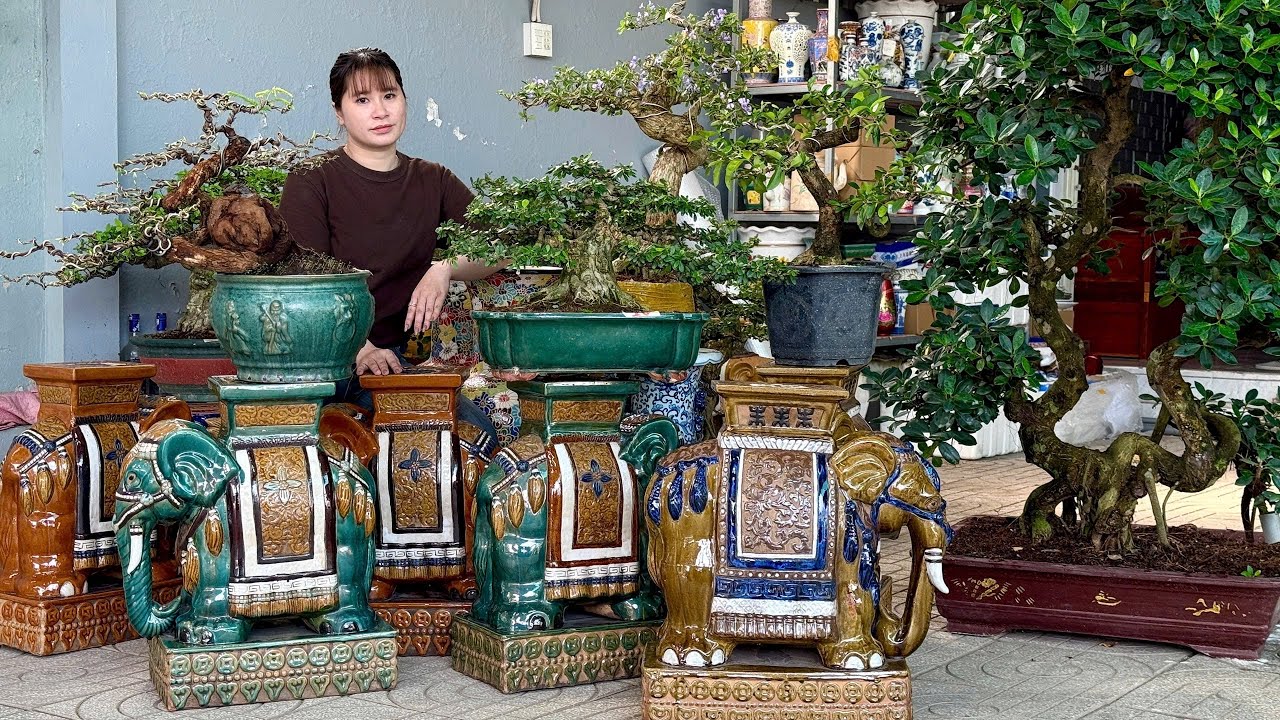 Cây Cảnh đa dạng, Gốm Sứ tồn kho (lành lặn) - có hàng Sale | 30/1 Bonsai Thúy An