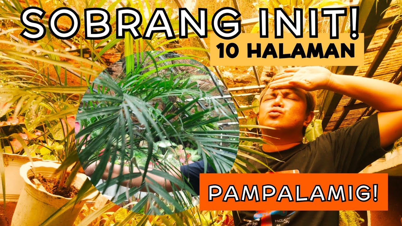 10 PLANTS THAT WILL HELP YOU TO BEAT THE HEAT AT HOME | COOLING PLANTS