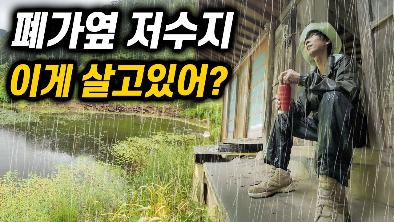 비 내리는 산속 저수지, 가뭄 끝에 남아있던 거대한 녀석을 만났습니다