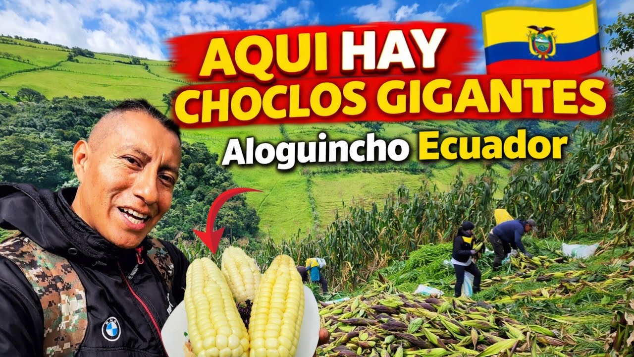 Los choclos m&aacute;s grandes del Ecuador Aloguincho, la tierra de los choclos gigantes El Vloguero 