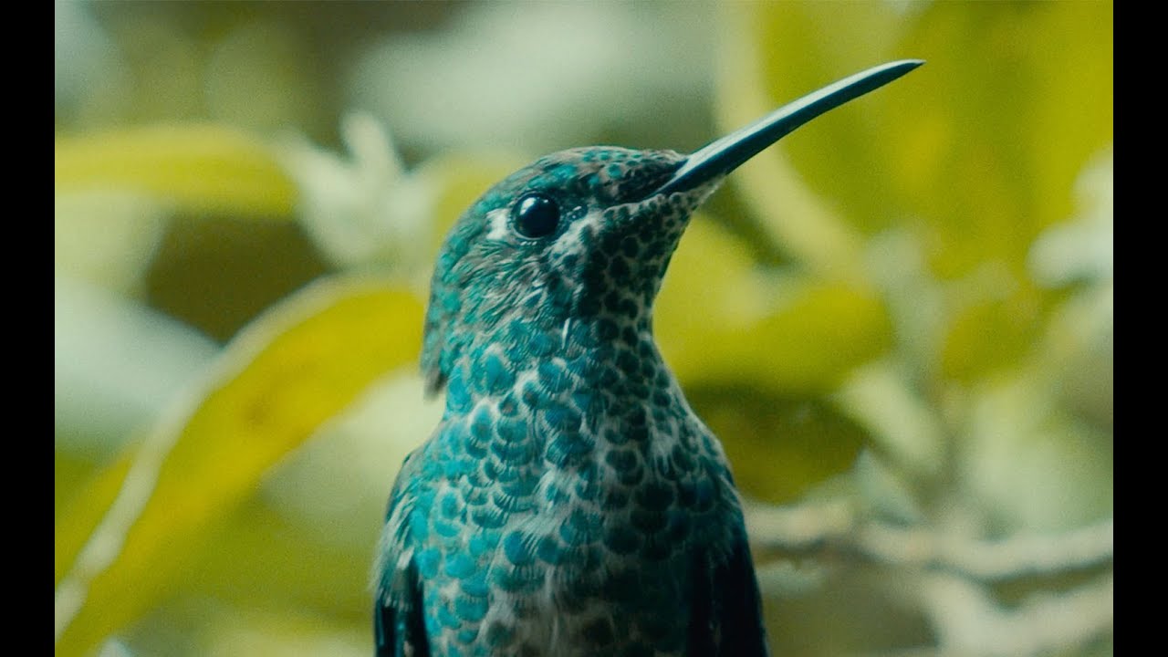The Nature of Costa Rica - Cinematic Short Film