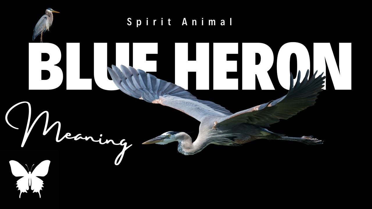 Blue Heron Spirit Animal | Blue Heron Spirit Guide | Blue Heron Symbolism | Blue Heron Totem