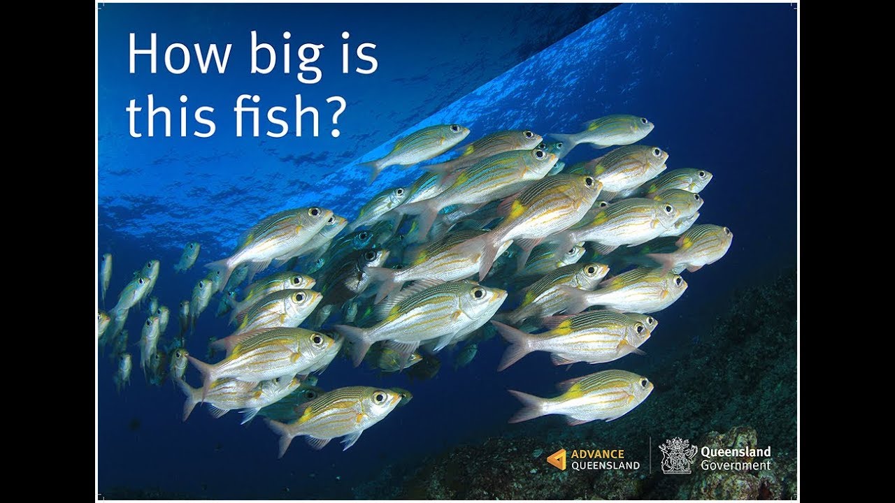 How big is this fish? - TWiG problem statement