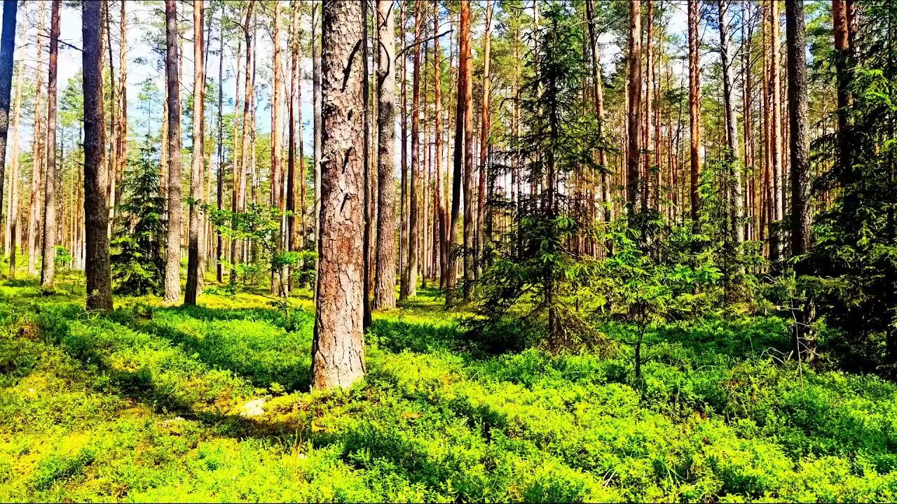 Звуки леса в формате 4K для успокоения 🌿 Умиротворяющее пение птиц и зелень для релаксации🌿