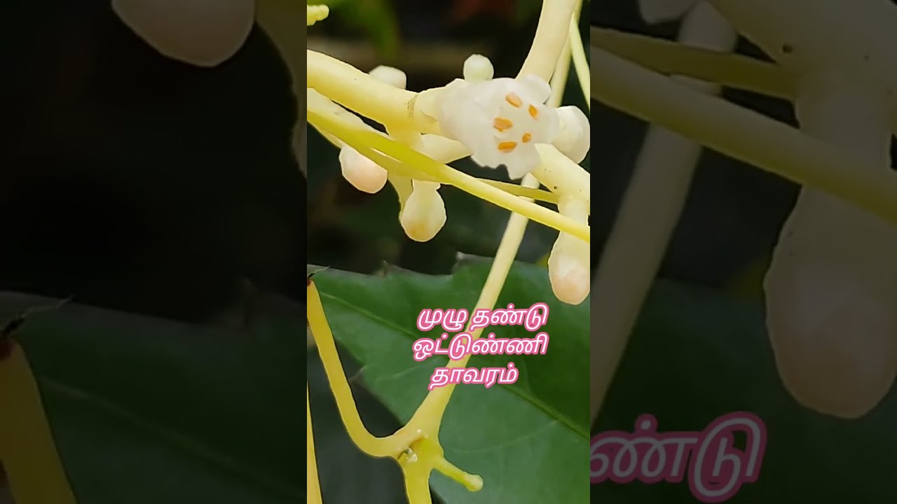 Cuscuta Flowers - Holoparasite