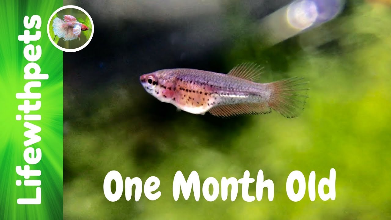 Betta Fish Growth From Birth to One Month Old