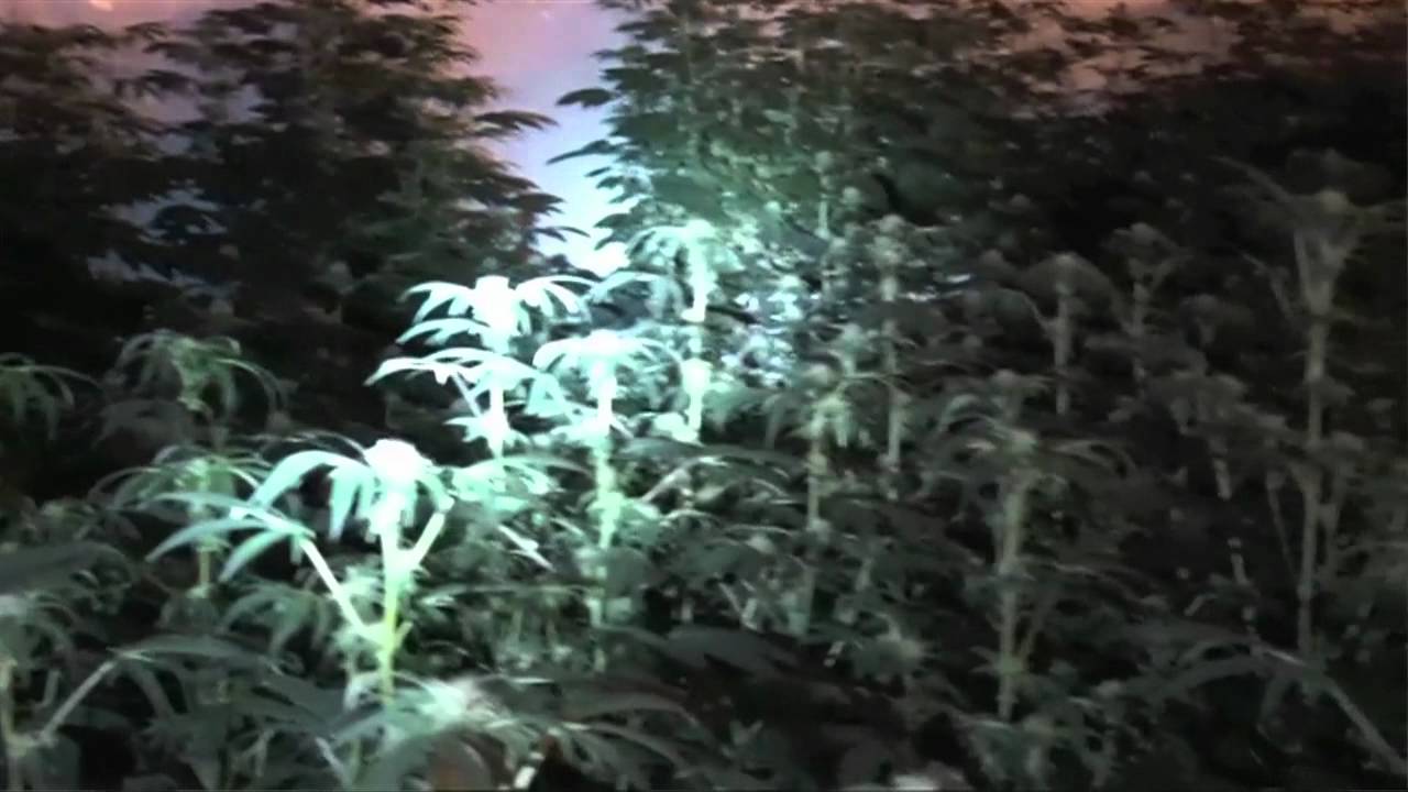 Grow op busted