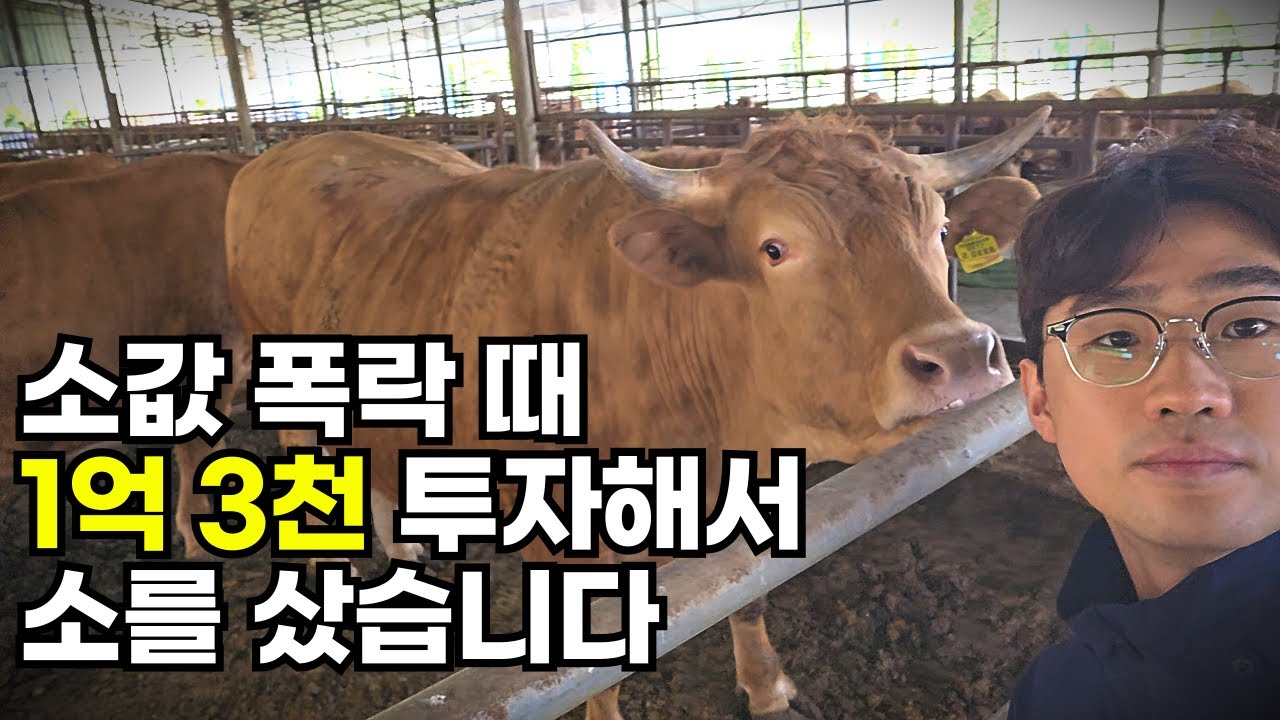2년 전 폭락장에 산 송아지 43마리, 수익 공개합니다