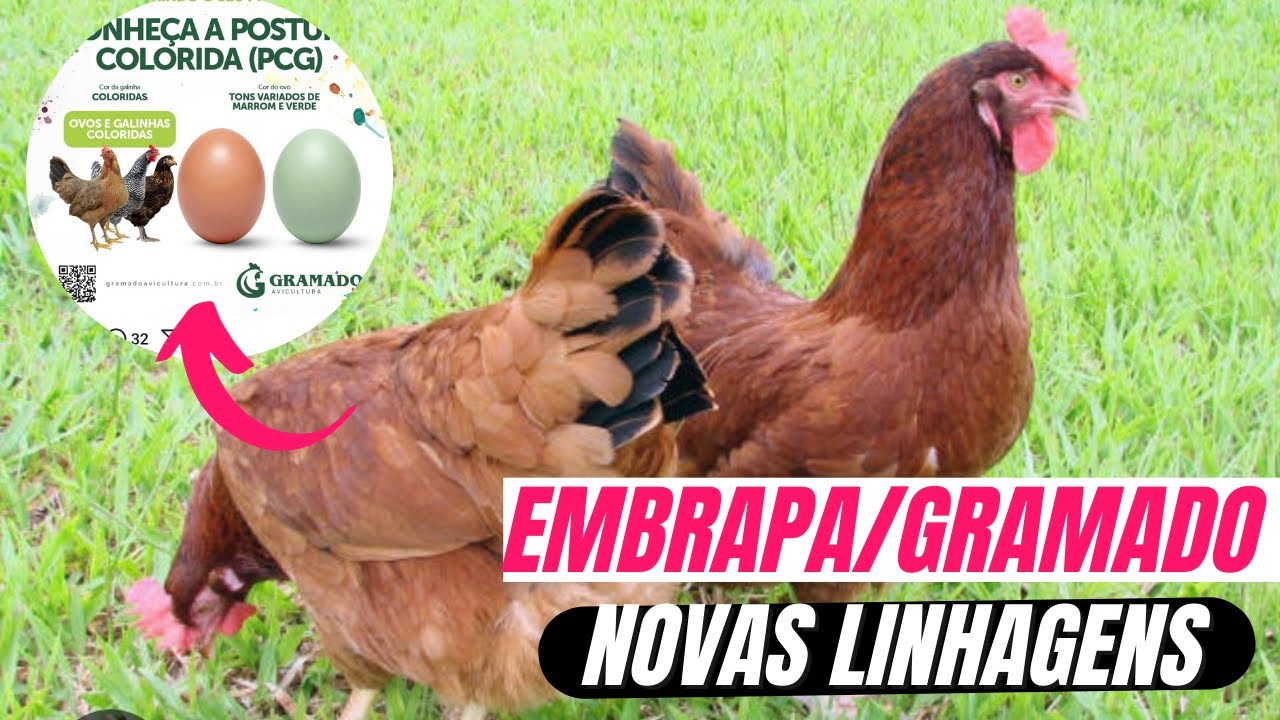 NOVAS POEDEIRAS DE OVOS COLORIDOS DA GRAMADO NO MERCADO