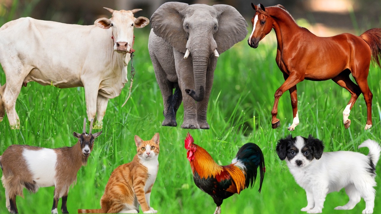 Happy Farm Animals: Cat, Pig, Chicken, Rabbit, Goat, Sheep, Cow, Horse, Deer – Animal Video