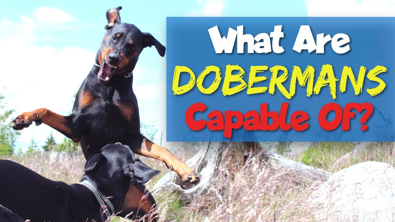 A Doberman's Amazing Abilities