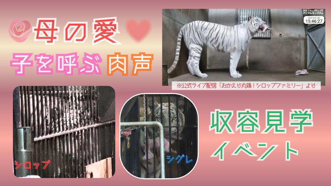 【収容見学イベント　母の愛　子を呼ぶ肉声】伊豆アニマルキングダム　ホワイトタイガー「ツキ」「シグレ」「シロップ」