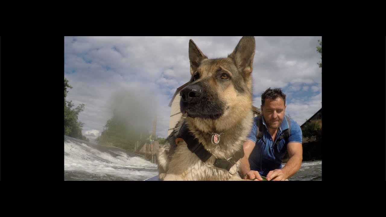 Comment faire du paddle avec son chien #3