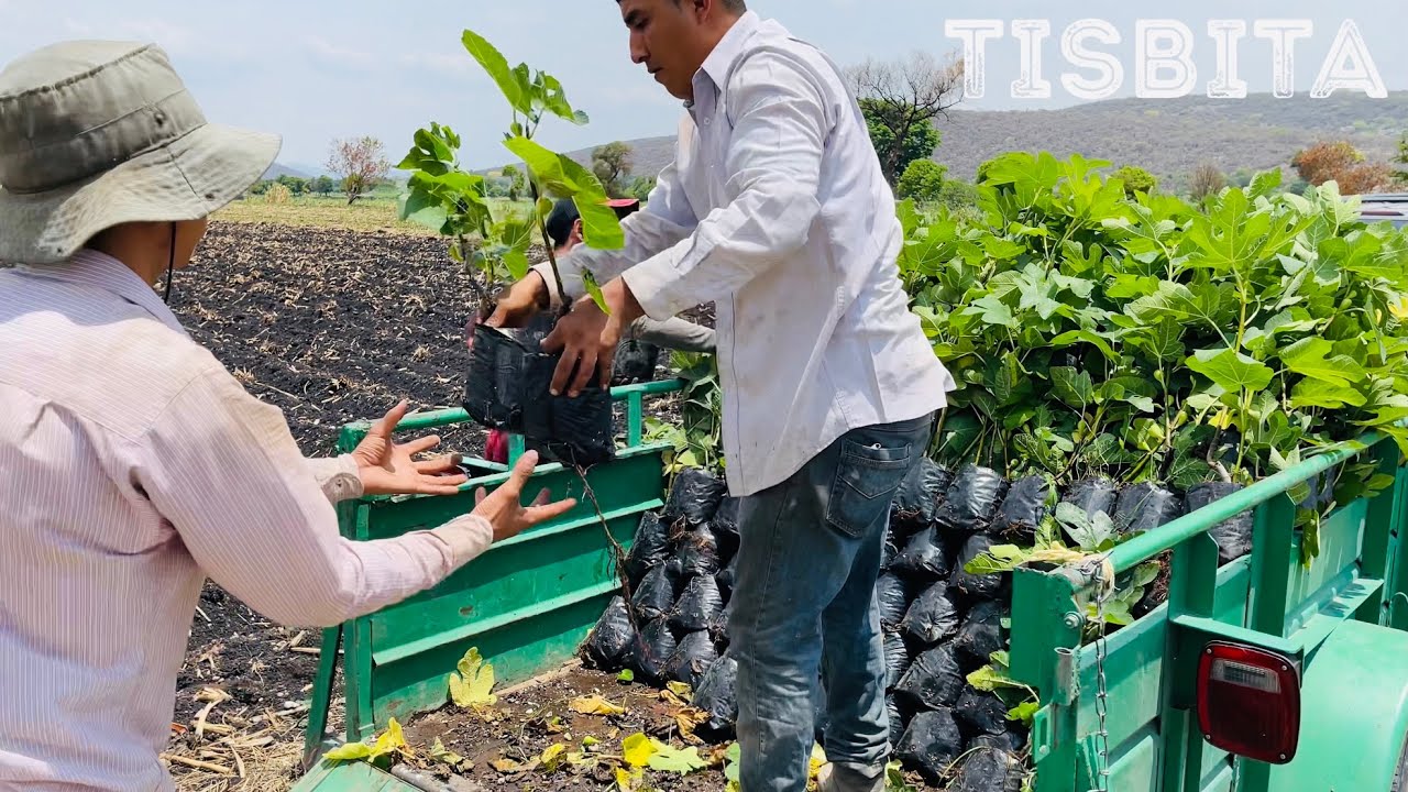 COMO PLANTAR TUS ÁRBOLES DE HIGO