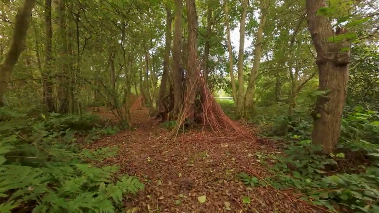 Rustige dronevlucht door het bos | DJI Avata 2 | het Nannewiid Oudehaske |  sept 2025.