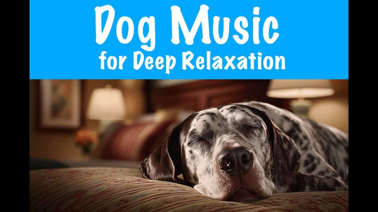 Calm Your Anxious Dog with Soothing Music