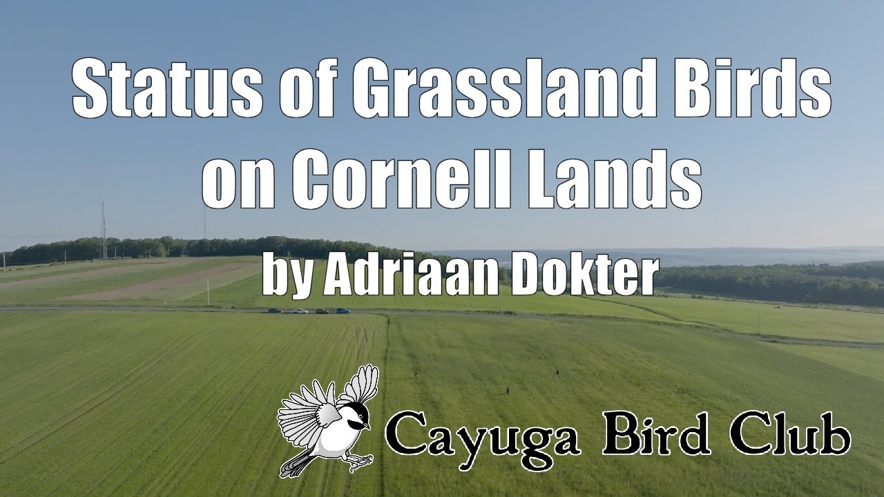 Grassland birds on Cornell lands: survey results and opportunities for conservation