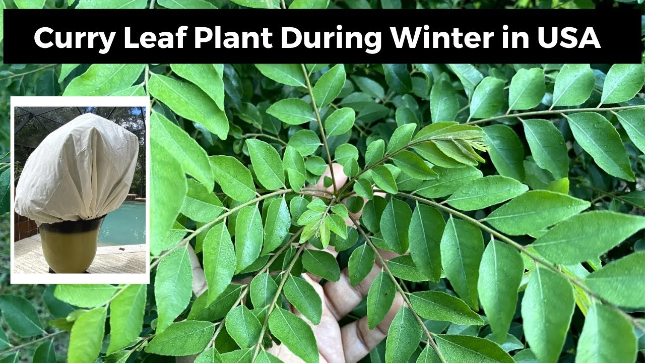 How to Grow And Care Curry Leaf Plant During WINTER in USA
