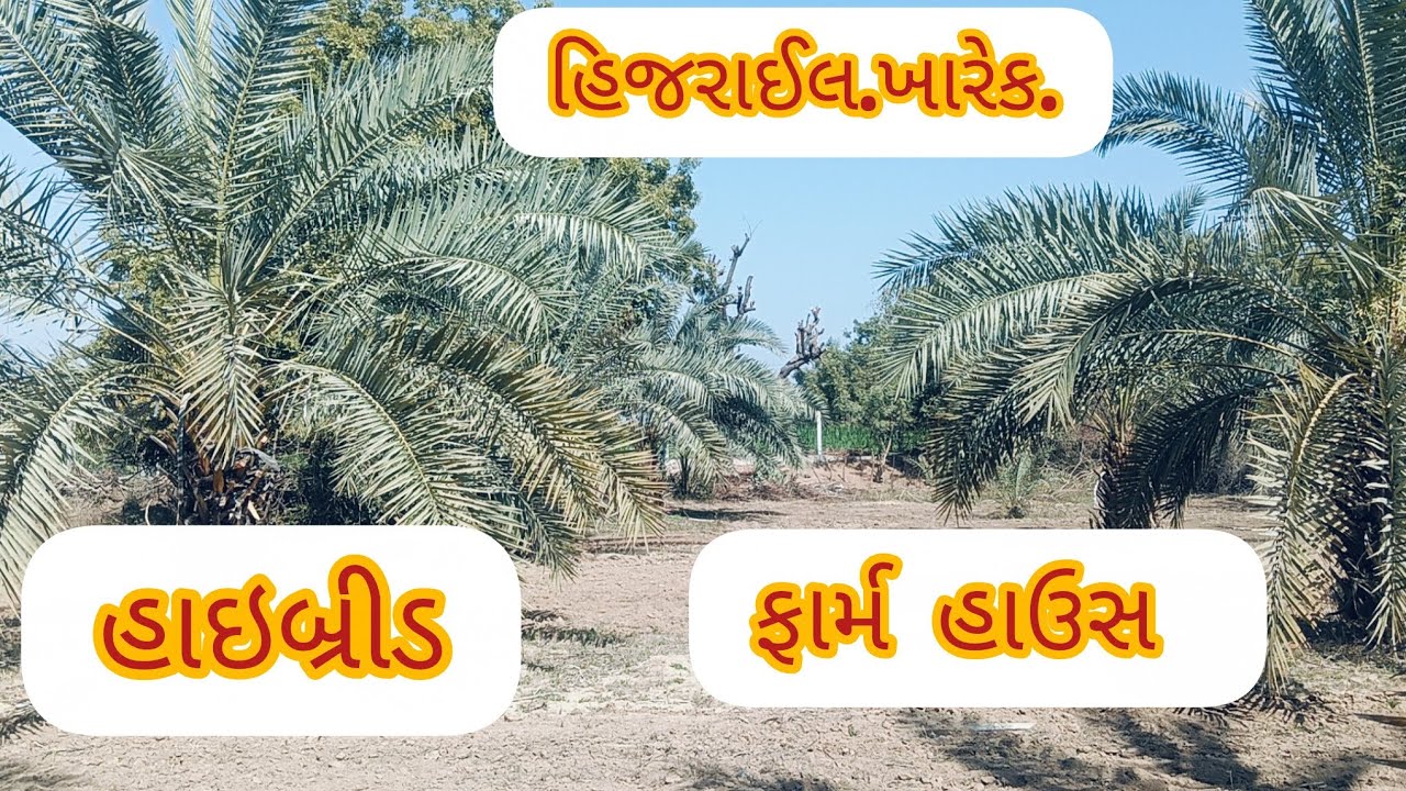 હાબેડ ફાર્મ હાઉસ હિજરાઈલ ખારેક #videos #blog 