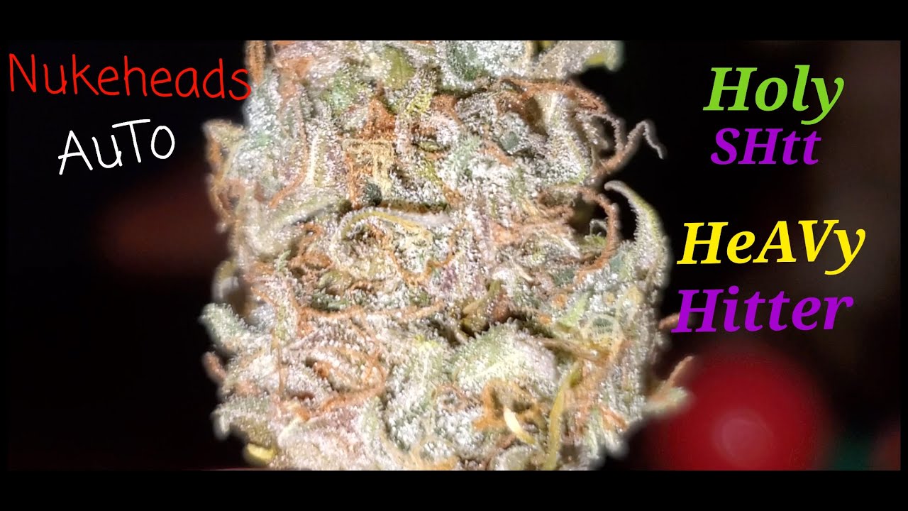 Nukeheads Auto , Bud Review,  Final Yield , Smoke TEST 😁💨 ( TV420 📺 )