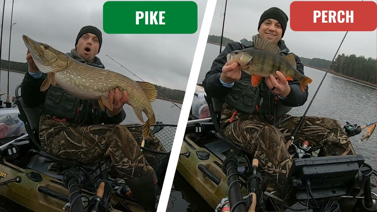 CASTING, TROLLING, And DEADBAITING For GIANT PERCH And PIKE!