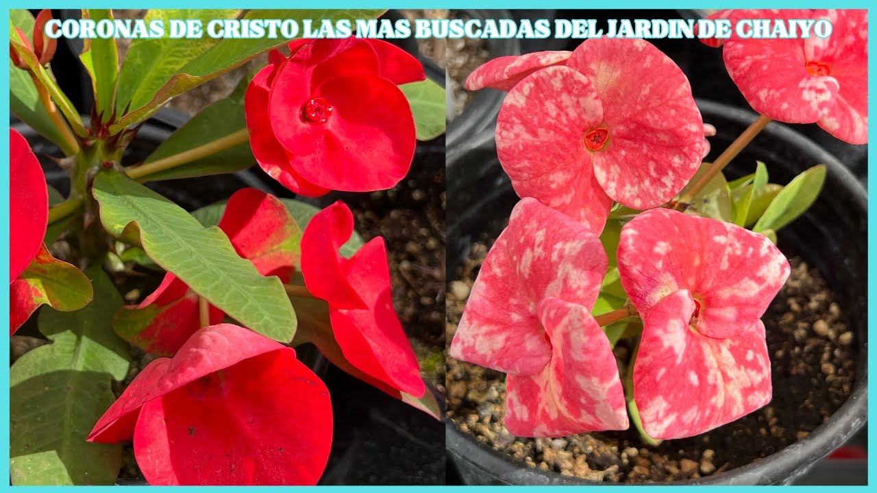 CORONAS DE CRISTO LAS MAS BUSCADAS DEL JARDIN DE CHAIYO GARDEN