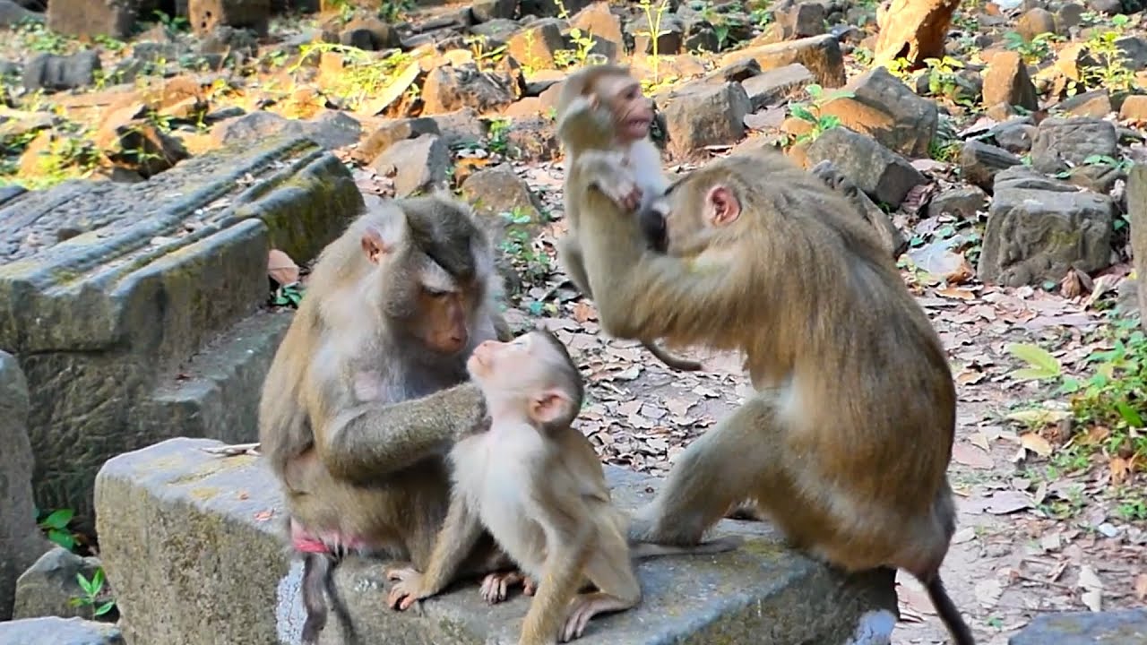 Natural Behavior of Discipline time's Luna in front of Family Libby !