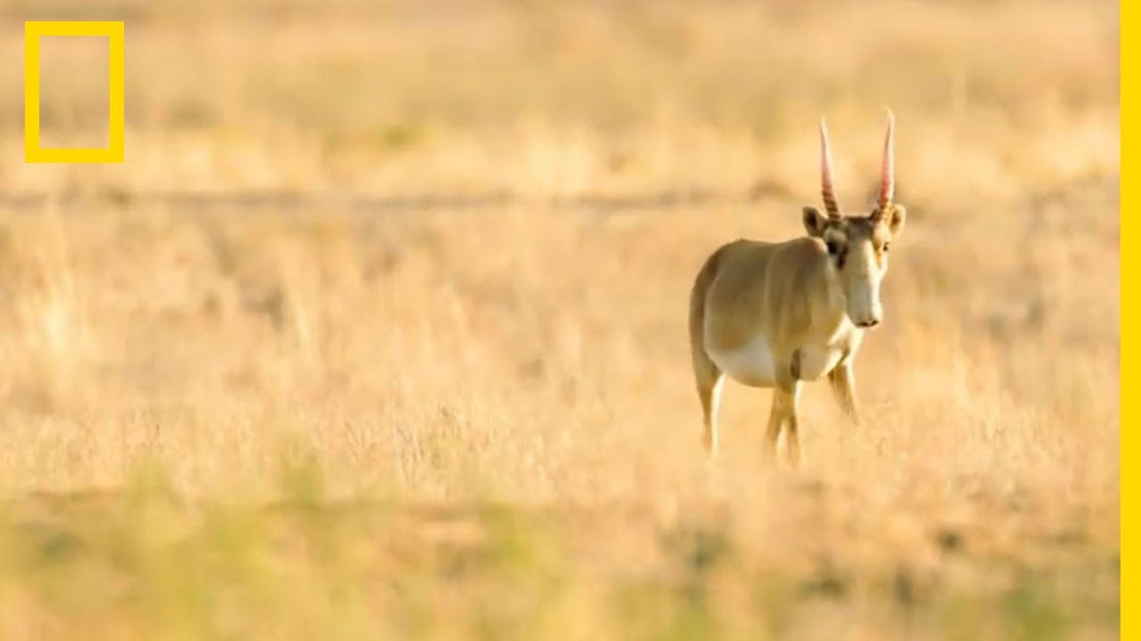 Le saïga, seule antilope eurasienne